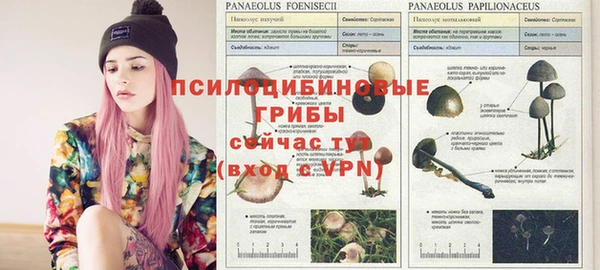 ГАЛЛЮЦИНОГЕННЫЕ ГРИБЫ Абаза